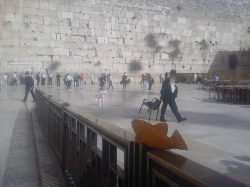 Rybka pod Ścianą Płaczu w Jerozolimie.